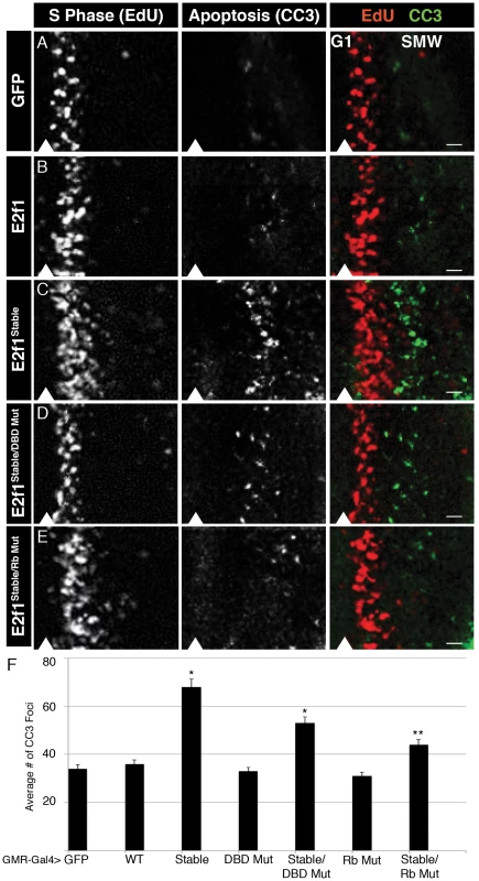 E2f1<sup>Stable</sup> acts acutely to trigger apoptosis.