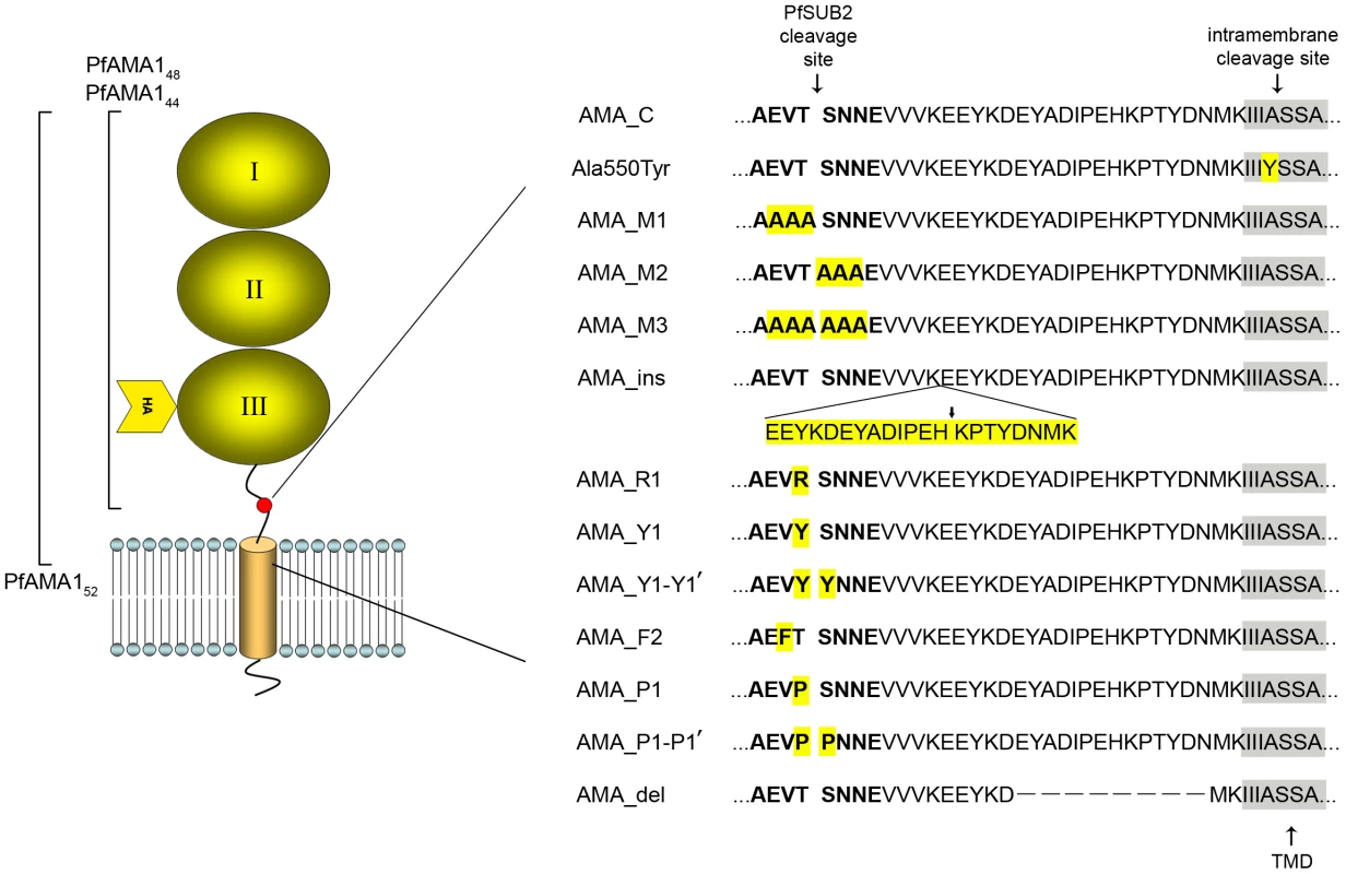 Mutants and antibodies used in this study.
