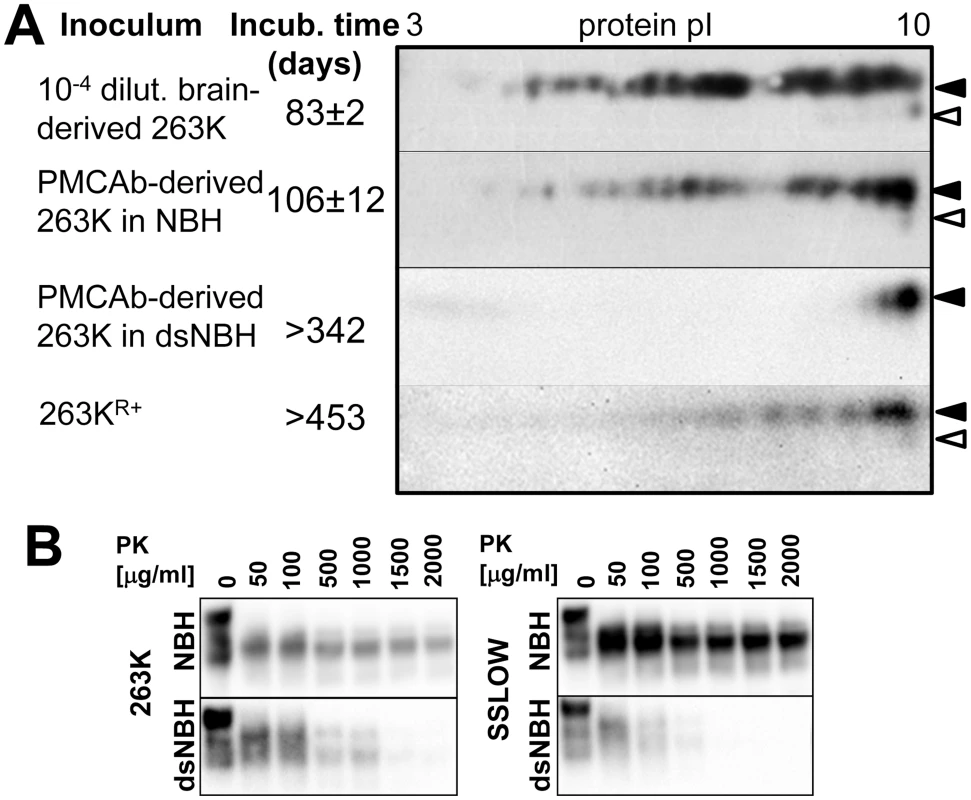 Correlation between PrP<sup>Sc</sup> sialylation status and its infectivity.