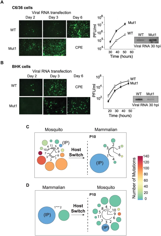 Fitness parameters and evolution of viral populations after host switch indicate that the DENV 3’UTR is under host-specific selective pressure.