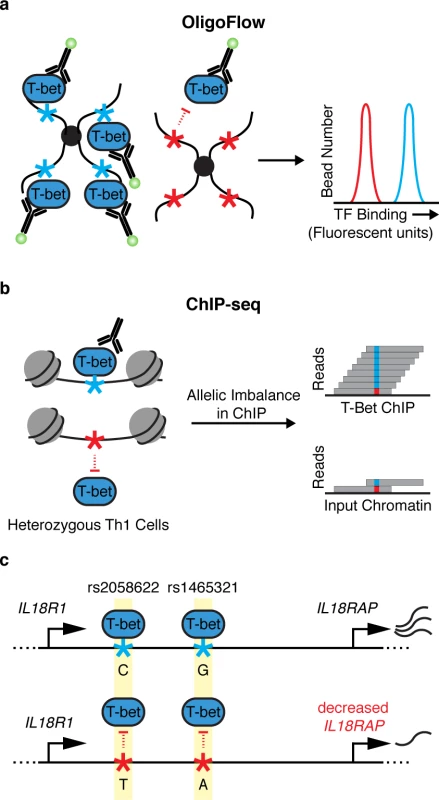 Identifying noncoding variants that impair transcription factor (TF) binding.