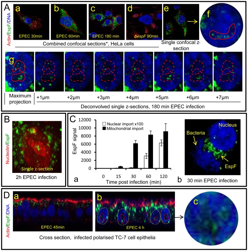 The EPEC effector protein EspF targets the nucleolus late in infection.