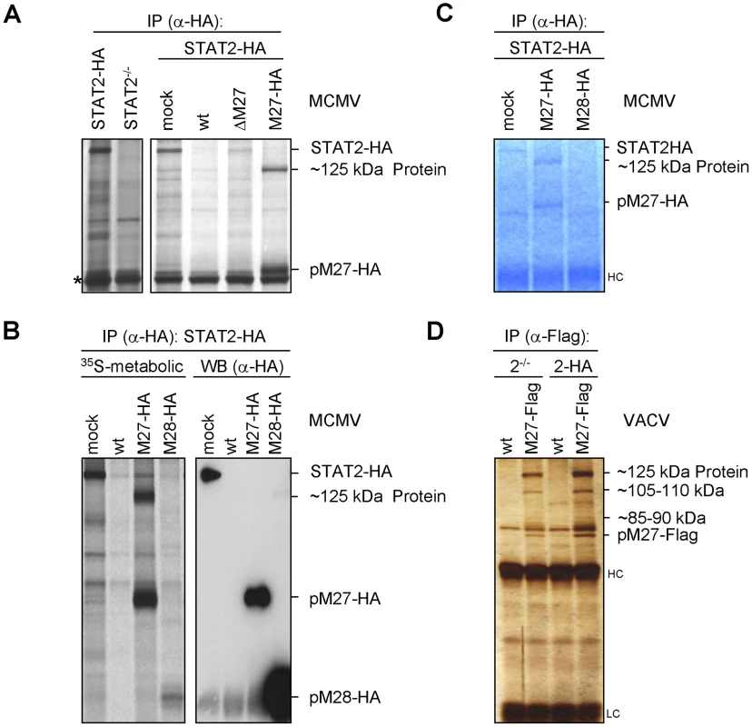 pM27 co-precipitates a ∼125 kDa protein.
