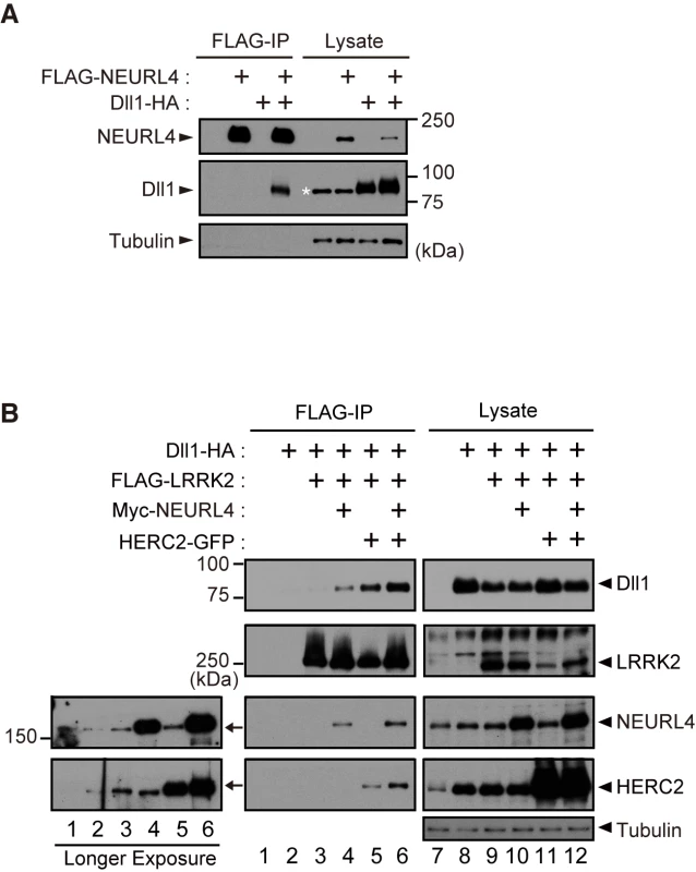 LRRK2, NEURL4 and HERC2 bind to the Notch ligand Dll1.