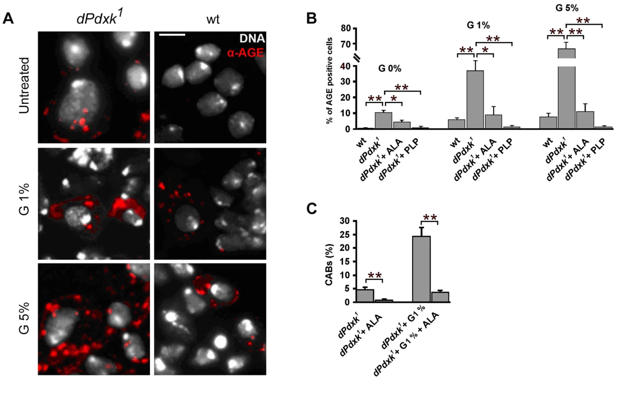 <i>dPdxk<sup>1</sup></i> mutant brains exhibit higher frequencies of AGE-positive cells than wild type (wt) brains.