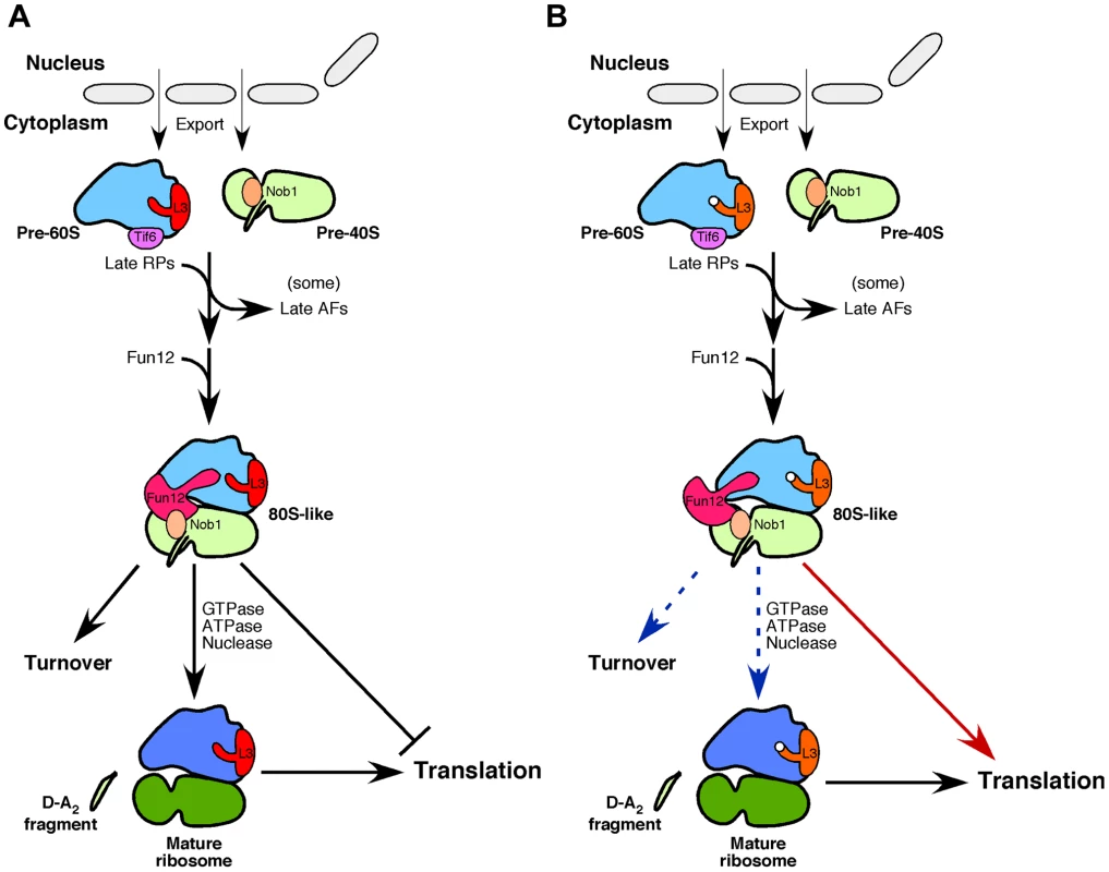 Model for the conversion of 20S pre-rRNA into mature 18S rRNA within cytoplasmic pre-40S r-particles.