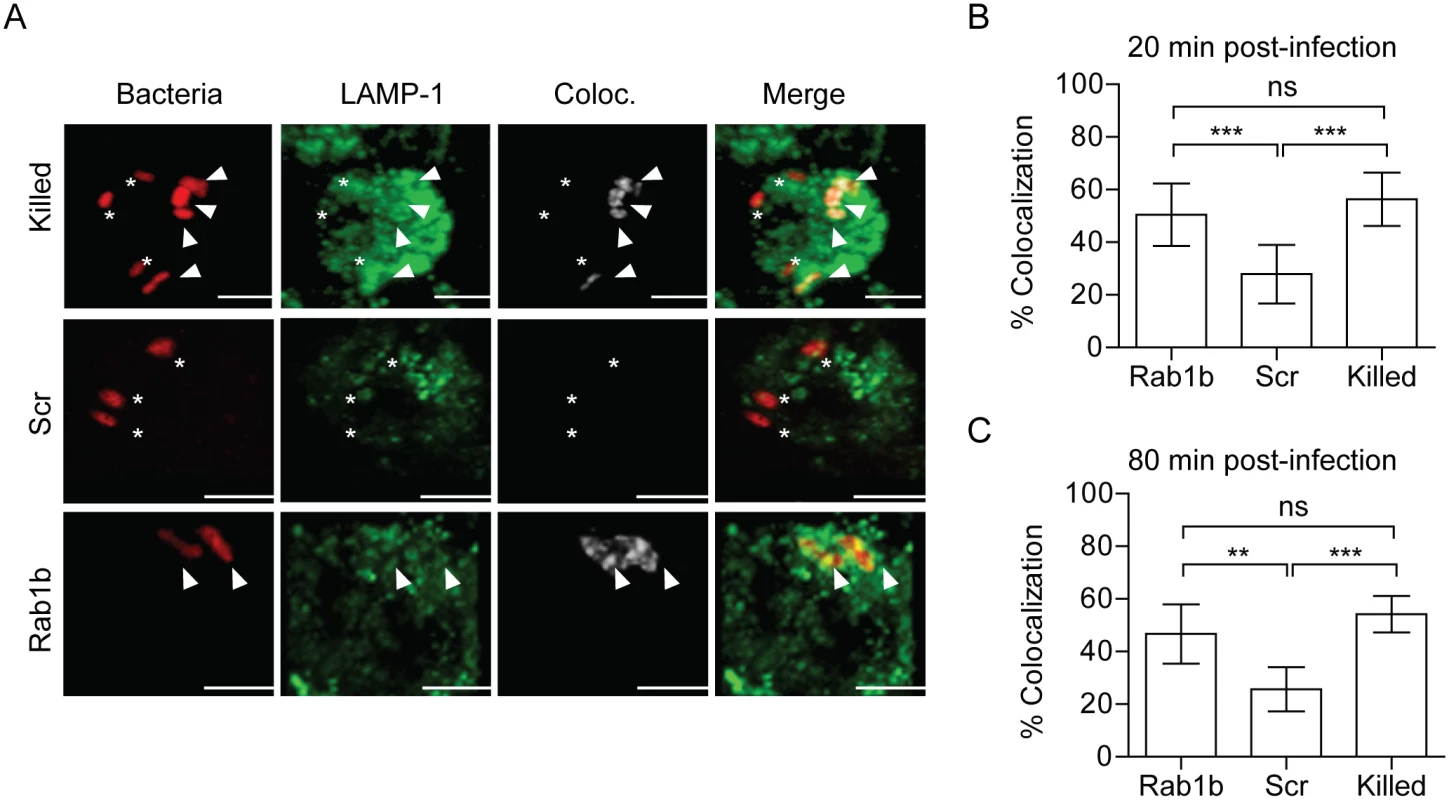 Rab1b knockdown increases YCV association with Lamp1.