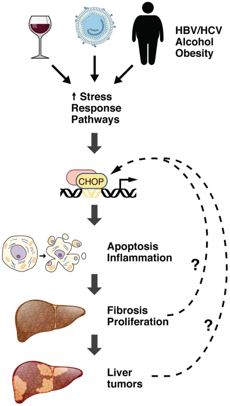 The role of CHOP in HCC pathogenesis.