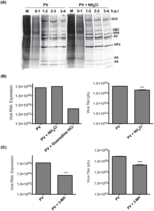 Poliovirus entry, translation, and RNA replication are unaffected by treatment with inhibitors of vesicle acidification.