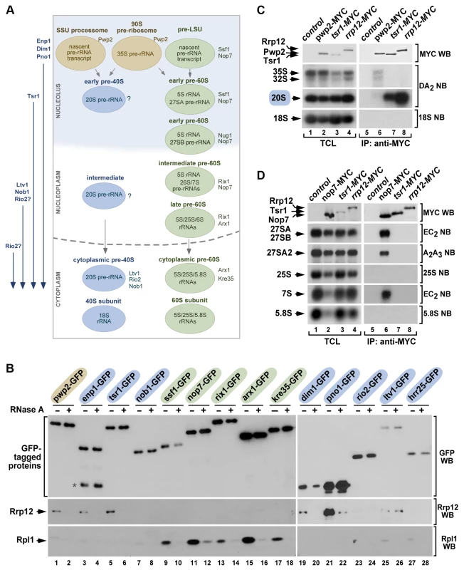 Rrp12 is present in both 90S pre-ribosomes and pre-40S particles.