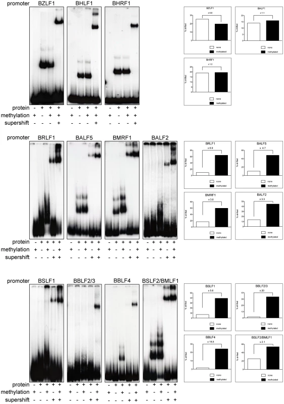 Zta binds preferentially to CpG-methylated promoters.