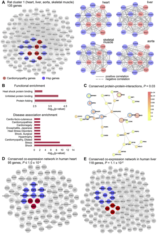 <i>Rat cluster 1</i> shows co-expression between Hsp and cardiomyopathy genes which is conserved with human heart and liver tissues