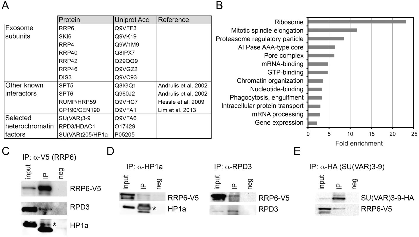 LC/MS-MS revealed interactions between the exosome and heterochromatin factors.