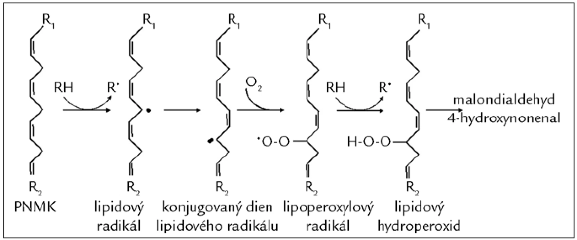 Poškození mastných kyselin působením volných radikálů (peroxidace lipidů). Proces lipoperoxidace začíná odejmutím vodíkového atomu z metylenové skupiny polynenasycené mastné kyseliny (PNMK; např. působením HO<sup>•</sup>) za vzniku lipidového radikálu. Následně dochází k přesunu vazeb a vzniku konjugovaného dienu, který snadno reaguje s molekulárním kyslíkem za vzniku lipoperoxylového radikálu. Ten může reagovat s další PNMK za vzniku dienů, hydroperoxidů a peroxidů, které jsou dále štěpeny za vzniku reaktivních strukturně rozmanitých derivátů uhlovodíků, např. alkanalů (malondialdehydu), alkenolů a jejich hydroxyderivátů (4-hydroxynonenalu).