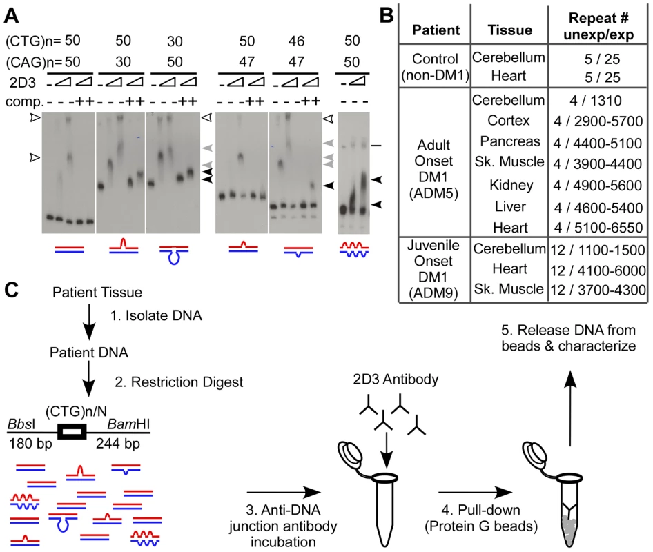 Slipped-DNAs are bound by anti-DNA junction antibody.