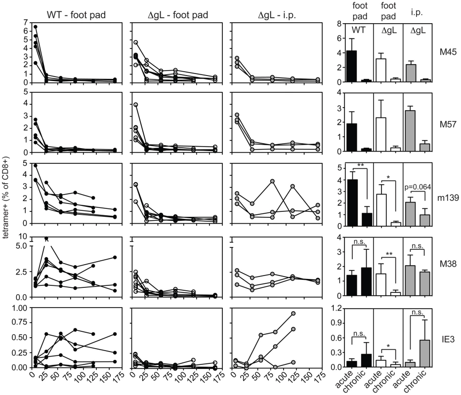 Foot pad injection of ΔgL MCMV fails to result in maintenance or inflation of m139-, M38- or IE3-specific CD8+ T cells.