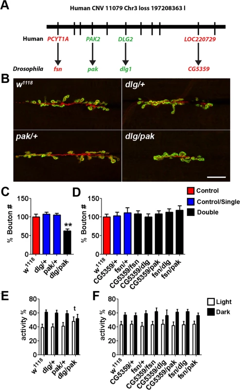 Synergistic interaction in <i>Drosophila</i> between <i>Dlg</i> and <i>Pak</i>, the orthologues of ASD-candidate genes from a <i>de novo</i> loss CNV 11079_chr3_197208363.
