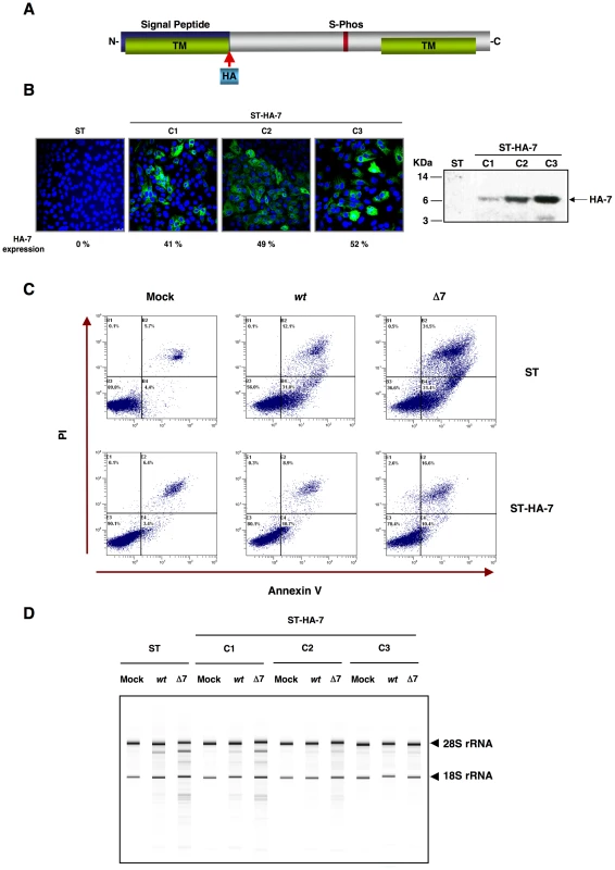 Complementation of rTGEV-Δ7 produced apoptosis and RNA degradation by protein 7 provided <i>in trans</i>.