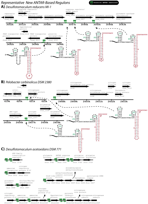 A few representative ANTAR-based regulons identified in this study.