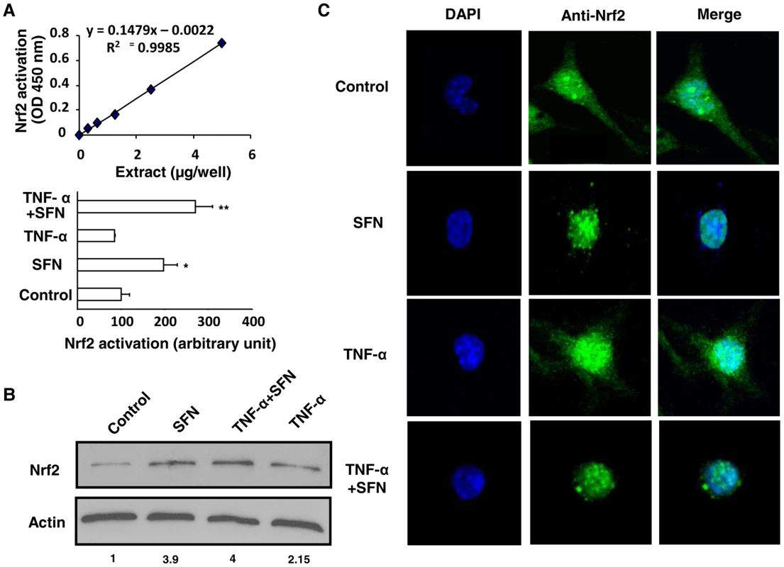 Nrf2 activation by sulforaphane occurs even under inflammatory conditions.