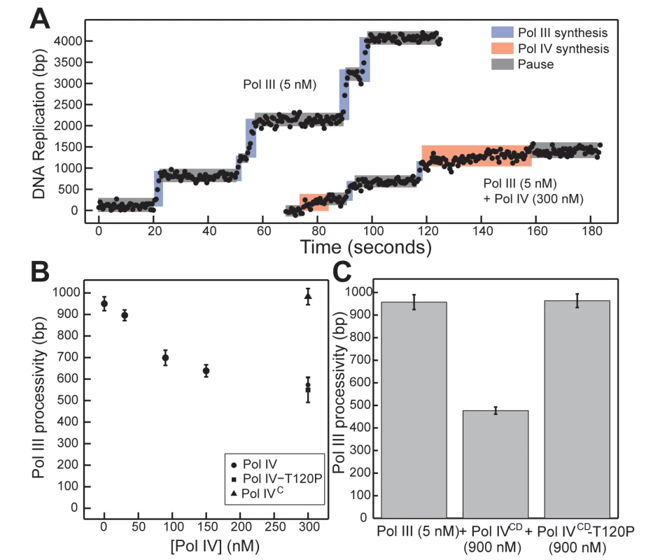 Pol IV<sup>CD</sup>-T120P, but not full length Pol IV-T120P, fails to inhibit Pol III processivity <i>in vitro</i>.