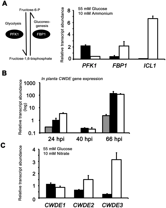 Inactivating CCR in Δ<i>tps1</i> strains results in the misregulated expression of genes for assimilating glucose and metabolizing alternative carbon sources.