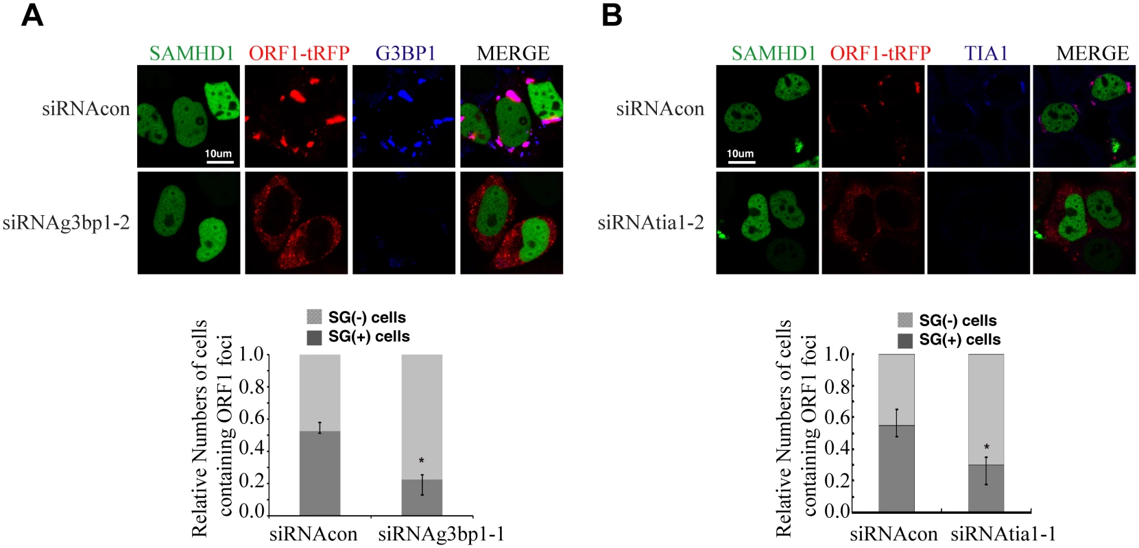 TIA1 and G3BP1 are required for SAMHD1 to form large ORF1p foci.