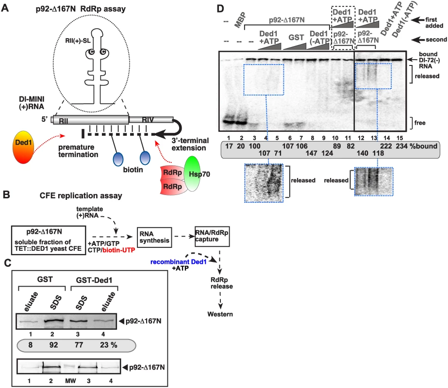 Ded1p DEAD-box helicase promotes the release of the viral RNA from the p92 RdRp <i>in vitro</i>.