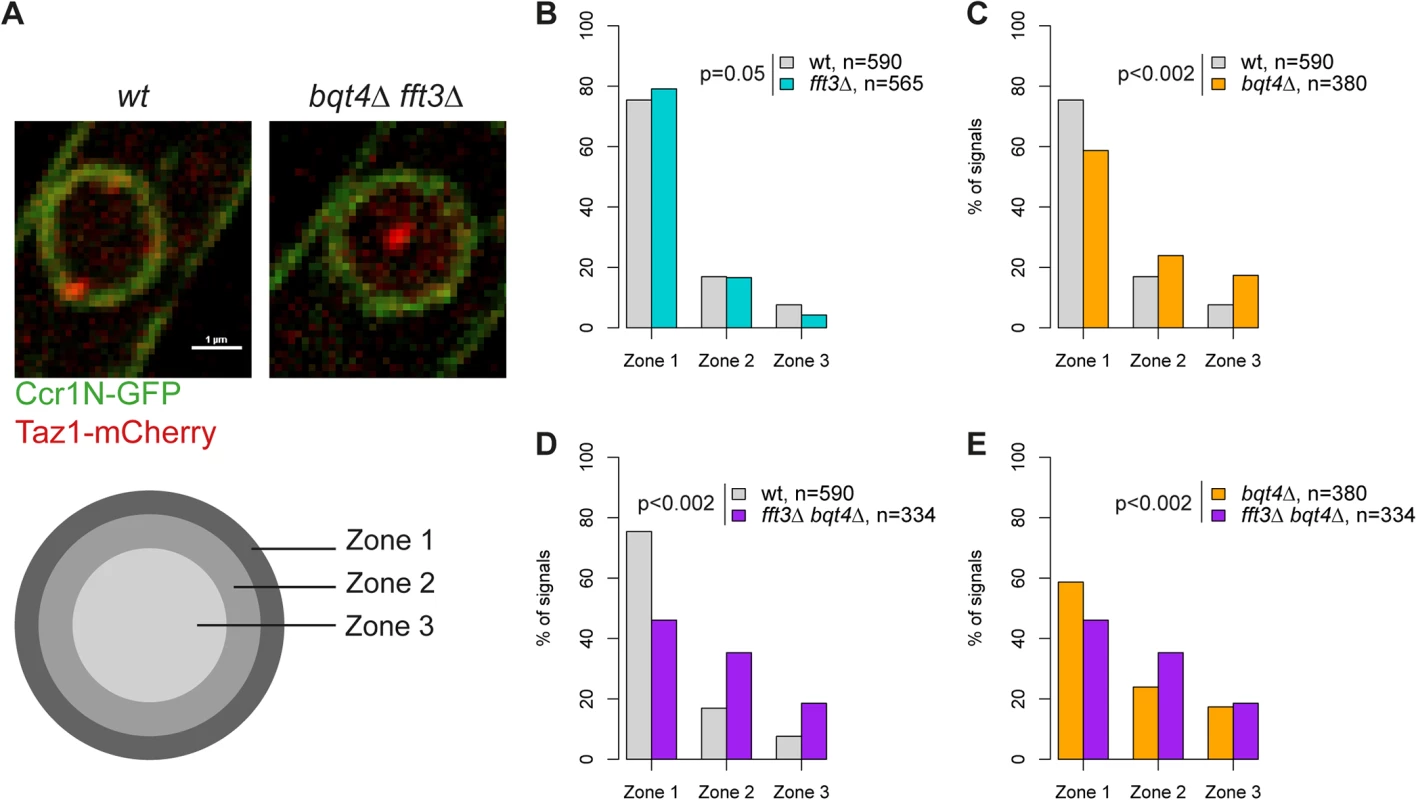 Fft3 and Bqt4 anchor subtelomeres at the nuclear envelope.