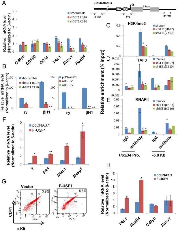 USF1 and hSET1A together activate expression of transcription factors associated with early onset of hematopoiesis during ESC differentiation.