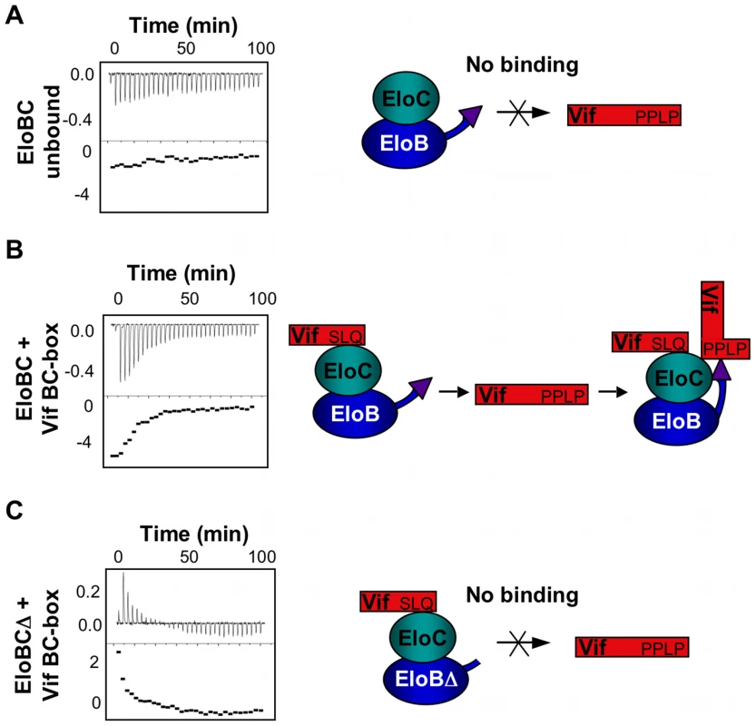 ITC measurement of the Vif-EloB interaction.