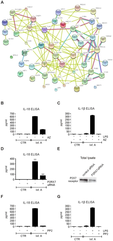 Influenza A virus-induced inflammasome activation is dependent on P2X<sub>7</sub> receptor and src tyrosine kinase activity.