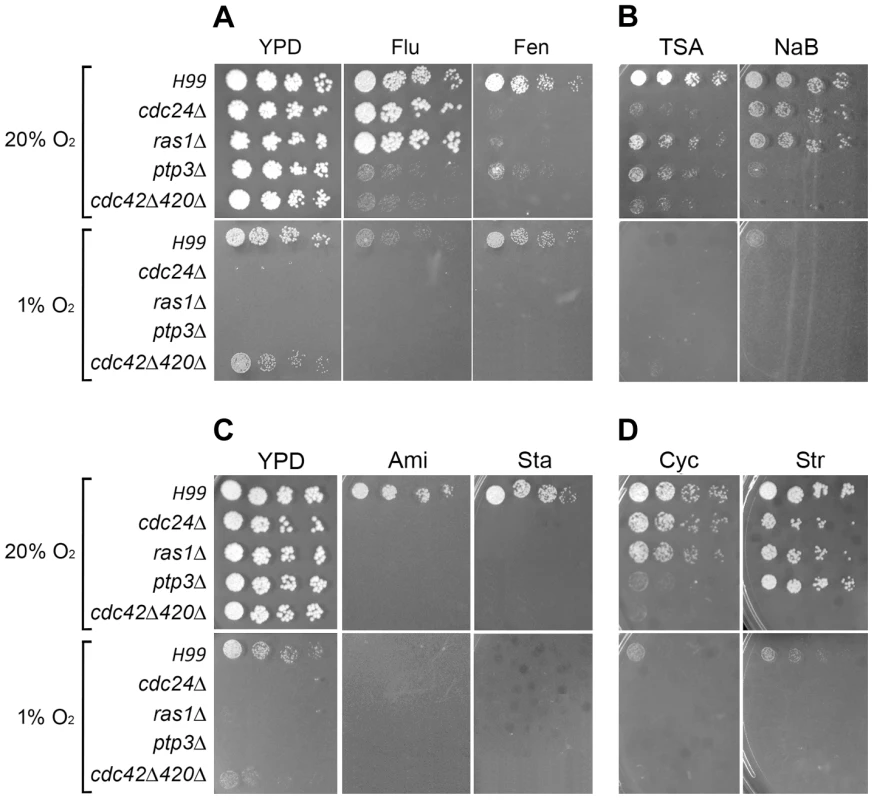 Spot assays to determine the effect of various inhibitors.