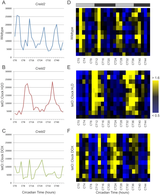 <i>Clock</i>-rescue restores 24- but not 12-hour rhythms to circadian harmonics.