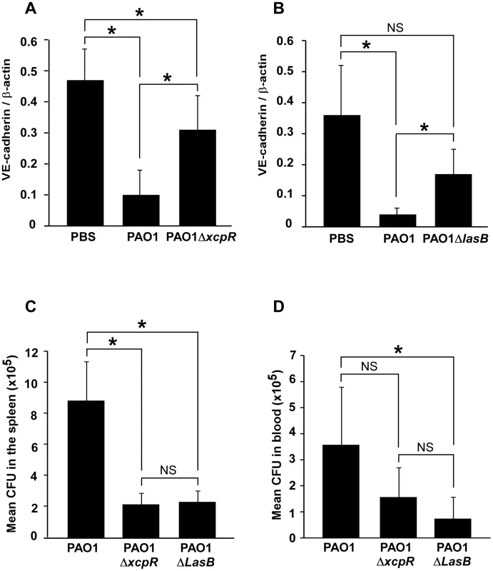 Decreased VE-cadherin levels in mouse acute pneumonia correlated with increased dissemination.