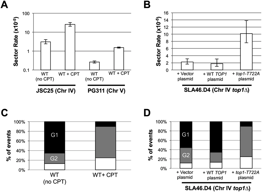 CPT treatment and Top1-T722A expression increase RCOs during or after DNA synthesis.