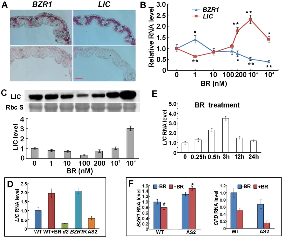 LIC and BZR1 expression patterns and their responses to BR.