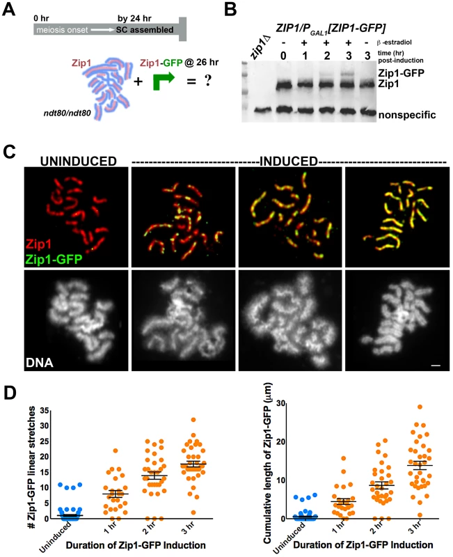 Zip1-GFP incorporates into previously established, full-length SC.