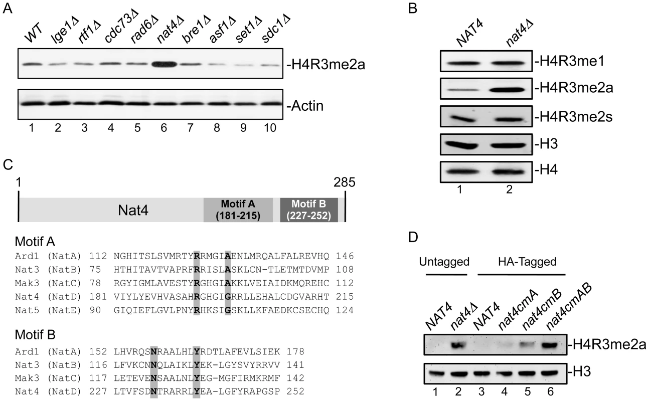 Deletion or inactivation of <i>NAT4</i> increases the levels of H4R3me2a.