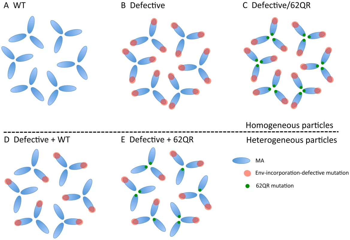 Schematic of MA monomers (blue), organized into a hexamer of trimers, adapted from Alfadhli <i>et al.</i> Virology (2009) <em class="ref">[<b>35</b>]</em>.