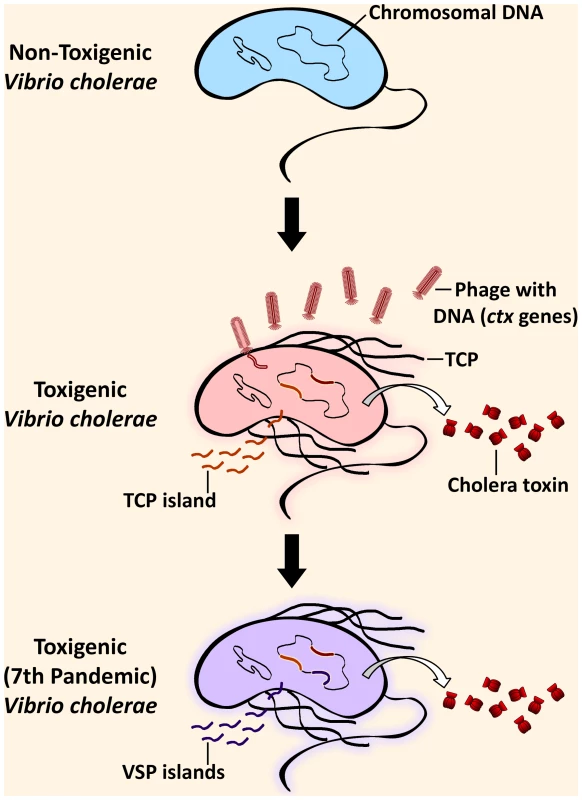Steps in the evolution of the seventh pandemic <i>Vibrio cholerae</i>.
