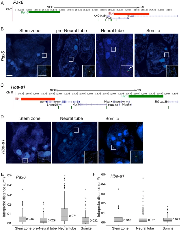 <i>Pax6</i> locus decompaction coincides with <i>Pax6</i> transcription.