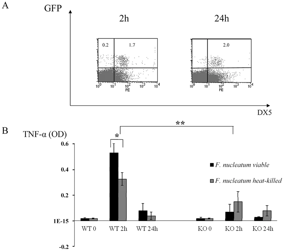 <i>In vivo</i> response to heat-treated <i>F. nucleatum</i> bacteria.