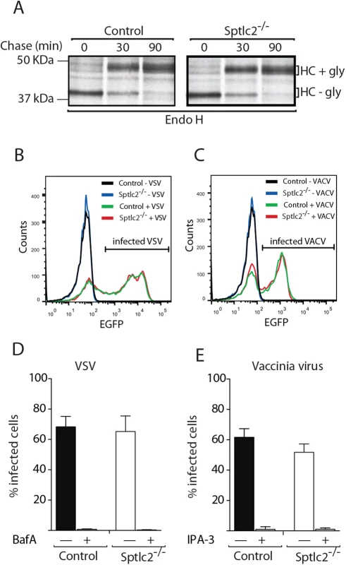 Sptlc2-/- DC2.4 cells do not show a generic defect in membrane trafficking and can be infected with endocytosis-dependent viruses.