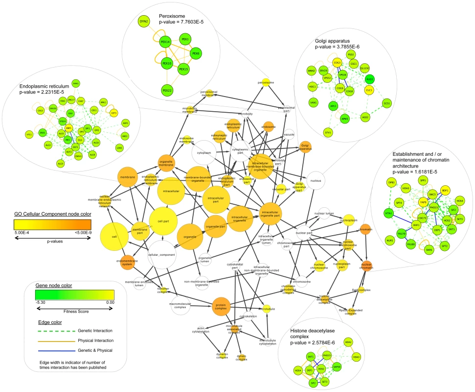 Fitness data for all significantly affected sensitive strains identified from this study were mapped onto the <i>S. cerevisiae</i> BioGRID interaction dataset using Cytoscape.