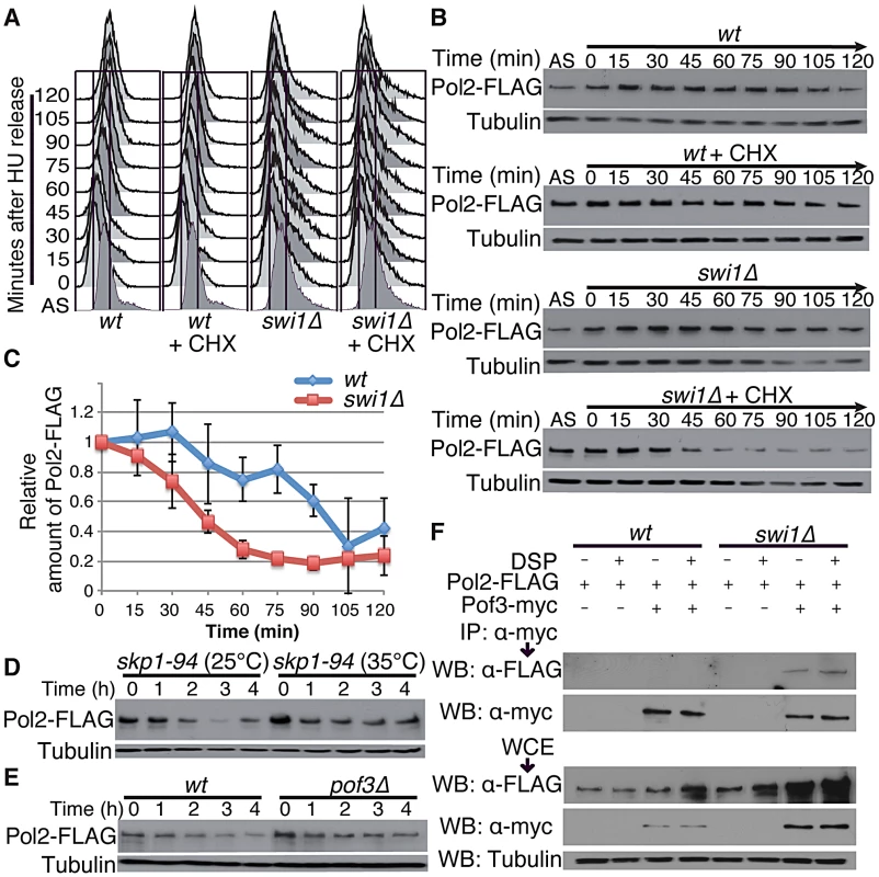 Pol2 degradation occurs in S phase and is SCF<sup>Pof3</sup> dependent.