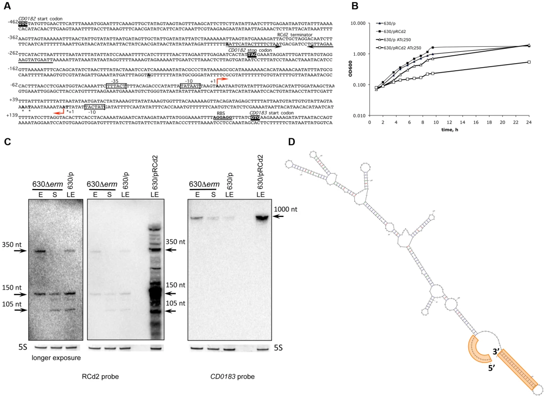 Effect of RCd2 RNA overexpression on target gene control.