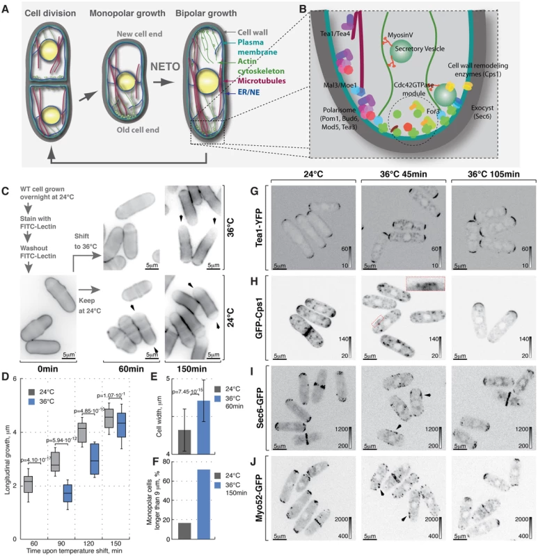 Heat-stress induces transient longitudinal growth arrest succeeded by monopolar growth.
