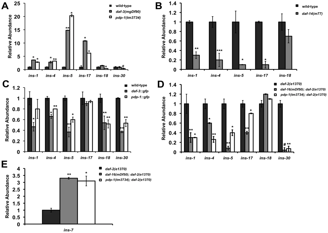 PDP-1 modulates the expression of insulin genes that possibly feed into the IIS pathway.