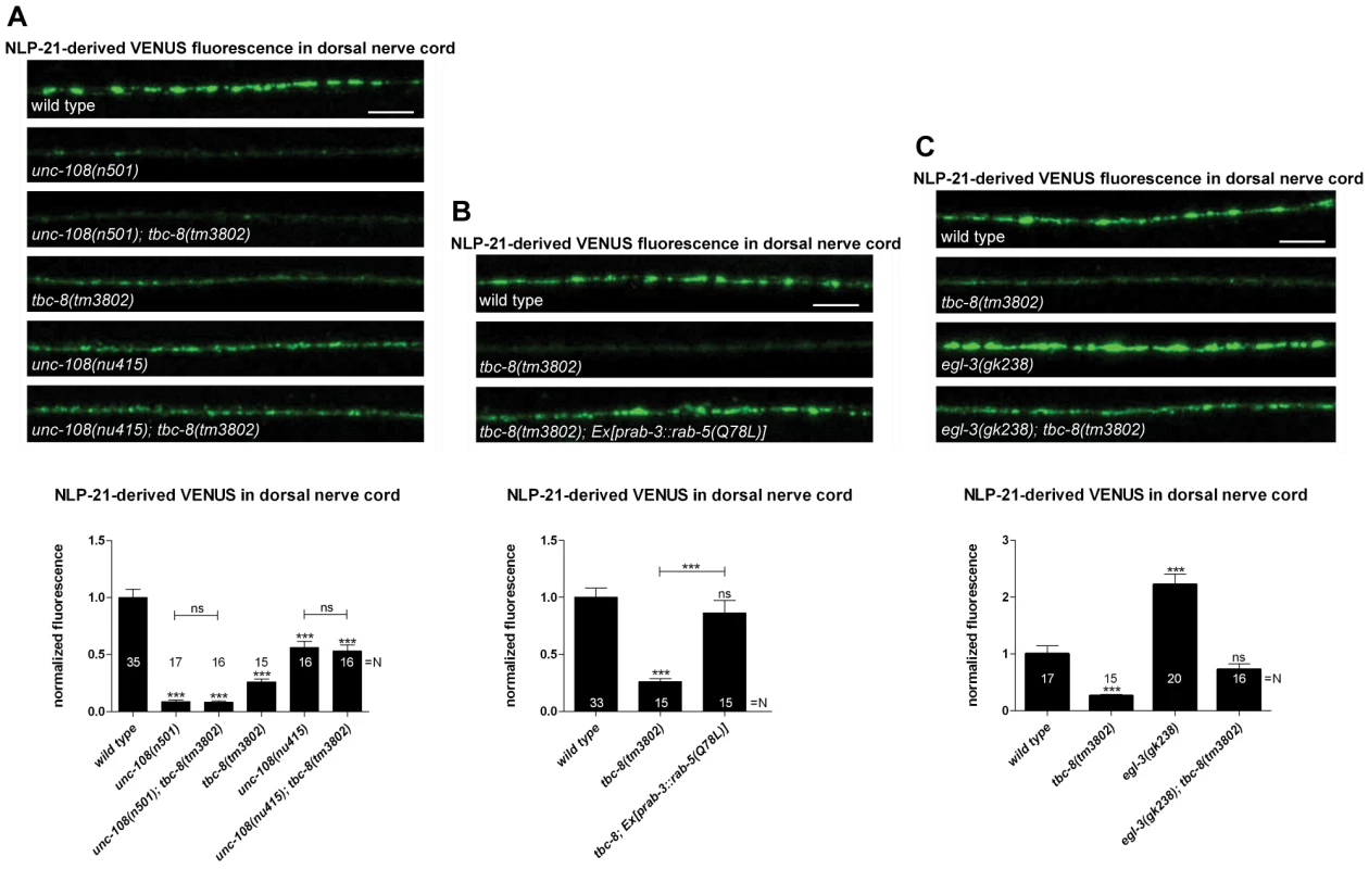 TBC-8 is involved in the same pathway as UNC-108/RAB-2.